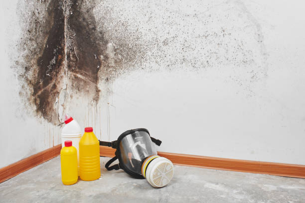 Best Mold Removal Company Near Me  in West Baraboo, WI