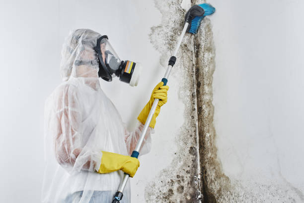 Best Professional Mold Removal  in West Baraboo, WI