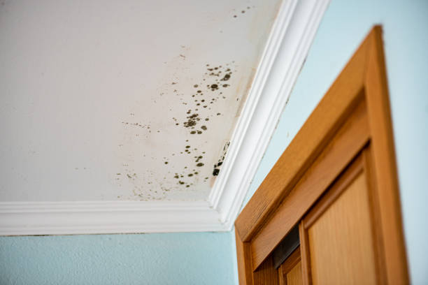 Best Black Mold Removal  in West Baraboo, WI