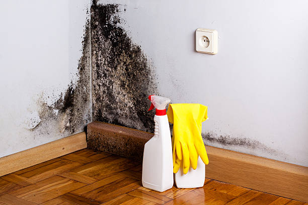Best Mold Removal Process  in West Baraboo, WI