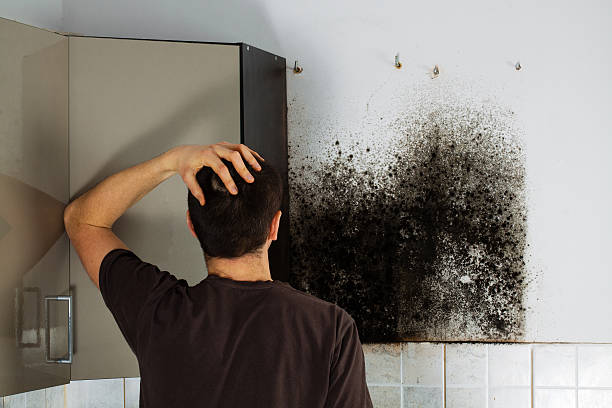 Professional Mold Removal in West Baraboo, WI