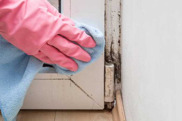 Best Attic Mold Removal  in West Baraboo, WI